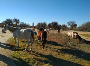 Abierta una investigación por posible maltrato animal.