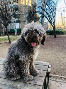 En la imagen, Selene, la perra en la actualidad, totalmente recuperada.