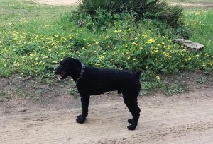 Tizón, un perro de aguas que fue un regalo de Navidad y en apenas unos meses ya había llegado a la Asociación.