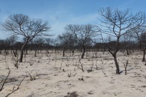 Zona incendiada del Parque Natural de Doñana, en Junio de 2017.