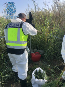 La Policía Nacional ha desmantelado la plantación de marihuana.