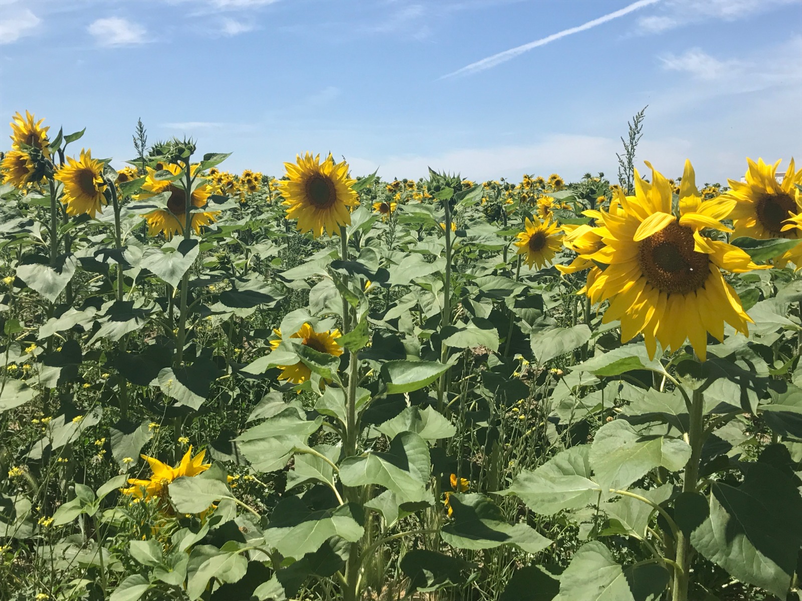 El girasol sevillano comienza a crecer con muy buenas perspectivas - Sevilla  Buenas Noticias