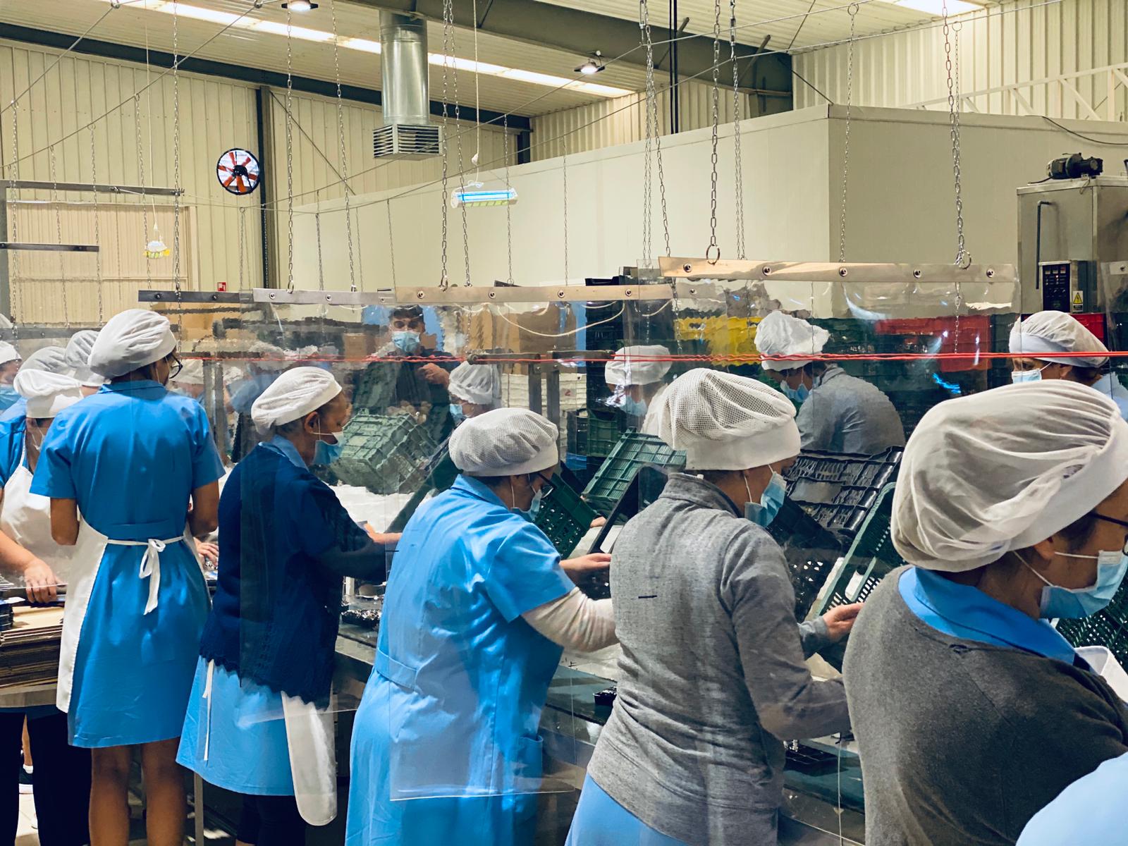 Trabajadoras en línea de envasado de mantecados.