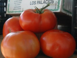 El Tomate de Los Palacios alcanza la mayor producción de su historia en 2020