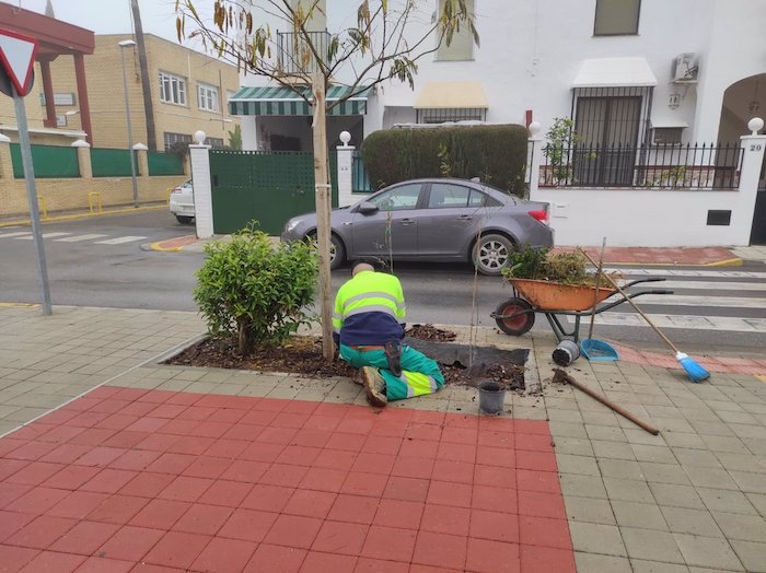 Brenes emprende un estudio sobre el arbolado para la recuperación de ejemplares y nuevas zonas verdes