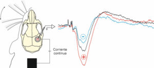 Investigadores de la UPO estudia los efectos de la estimulación eléctrica transcraneal en ratones