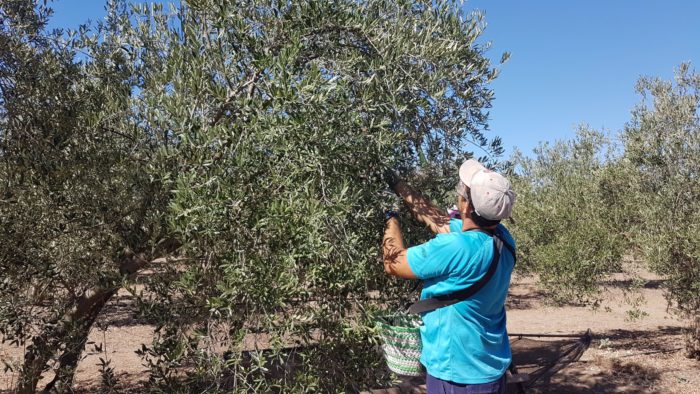 Más de 3.500 olivareros están adheridos a la IGP de las aceitunas Manzanillas y Gordal Sevillana