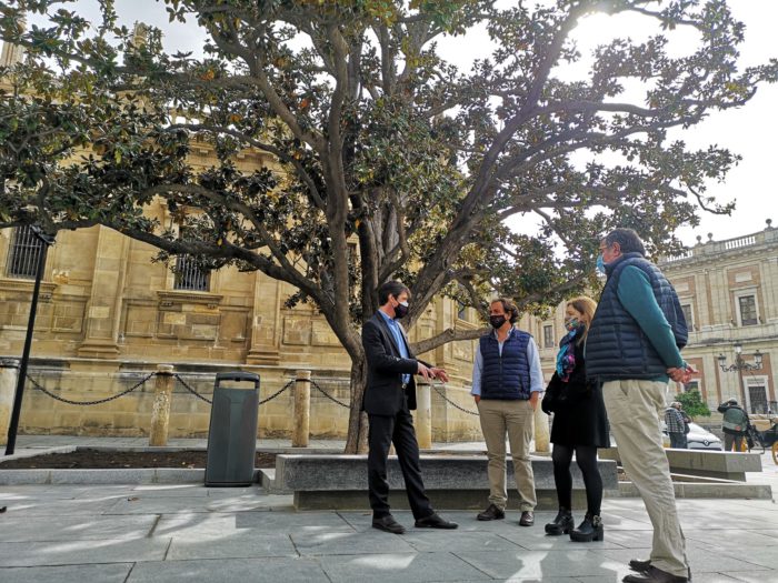 Terminadas las mejoras del magnolio de la Avenida de la Constitución