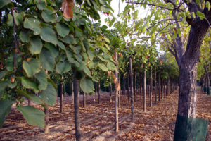 Vivero de la Expo