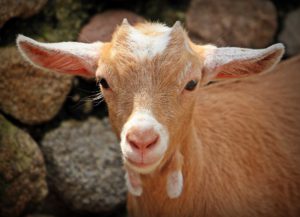 Andalucía, territorio libre de brucelosis bovina y ovina-caprina