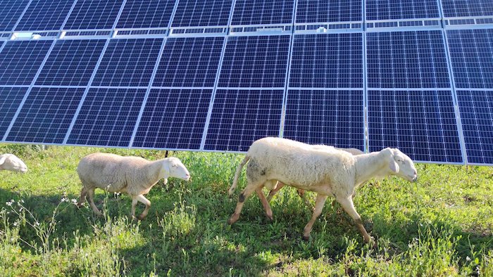 Las plantas fotovoltaicas en Carmona incorporan pastoreo y colmenas en sus terrenos