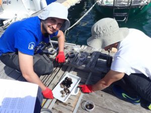 Investigadores de la US cuantifican el grado de contaminación de los puertos deportivos