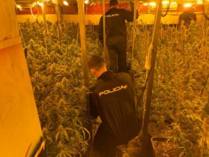 Intervienen 1.100 plantas de marihuana en una nave de Alcalá de Guadaíra