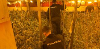 Intervienen 1.100 plantas de marihuana en una nave de Alcalá de Guadaíra