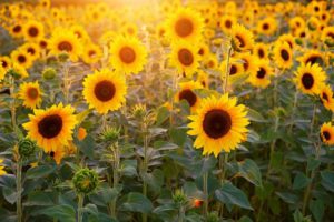 Sevilla, Cádiz y Córdoba reúnen el 90 % de las siembras de girasol en suelo andaluz