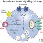 El cuerpo carotídeo como modulador de los niveles de lactato en sangre