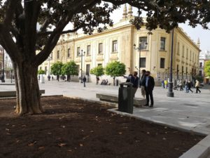 Sevilla elaborará un catálogo de sus árboles para proteger el patrimonio arbóreo