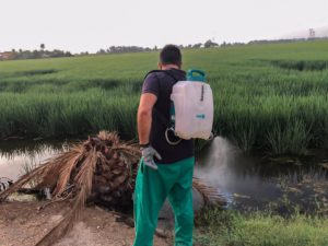 La Puebla del Río actúa contra el mosquito del Nilo en arrozales colindantes al casco urbano