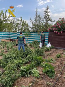 Prisión para dos de los tres detenidos tras desmantelar plantaciones de marihuana en Marchena