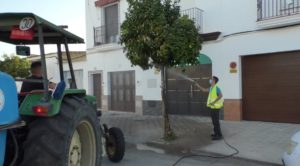 Nuevo tratamiento contra la plaga de cochinilla algodonosa en los naranjos de Los Palacios