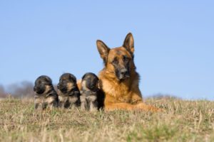 El parque del Alamillo acogerá en septiembre una exposición canina internacional