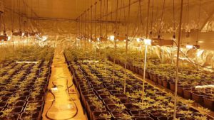 Dos personas detenidas e intervenidas 2.000 plantas de marihuana en una nave de Salteras