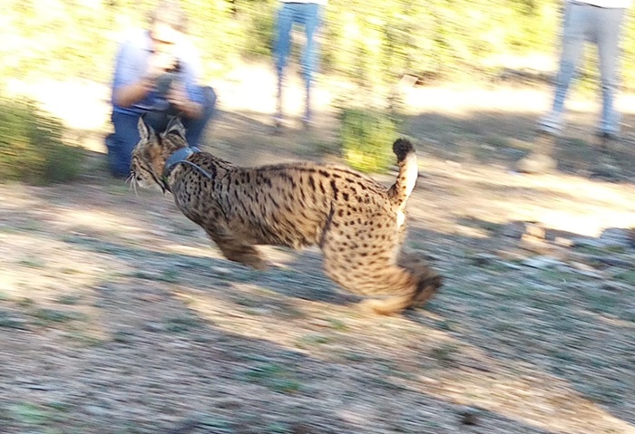 lince ibérico