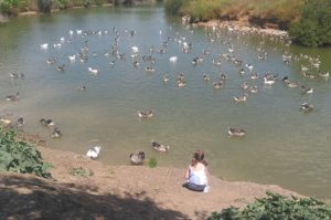 seguridad en los parques y jardines