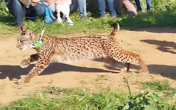 Liberados dos linces en Guillena como "hito" de la recuperación de la especie en esta zona de Sierra Morena