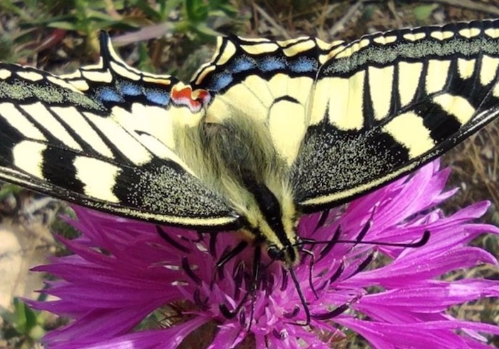 El proyecto 'Biodiversidad en la Pablo de Olavide' supera las mil especies inventariadas en el campus