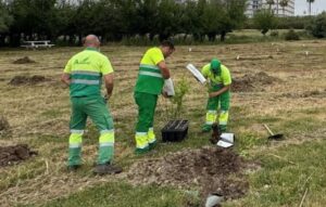 Plantados 150 nuevos olmos en el Parque Forestal Dehesa Doña María de Dos Hermanas